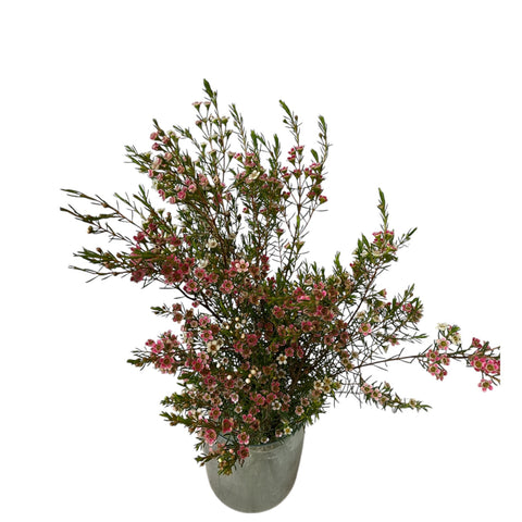 IMPORT - Waxflower Sweet 16 - 5 stems