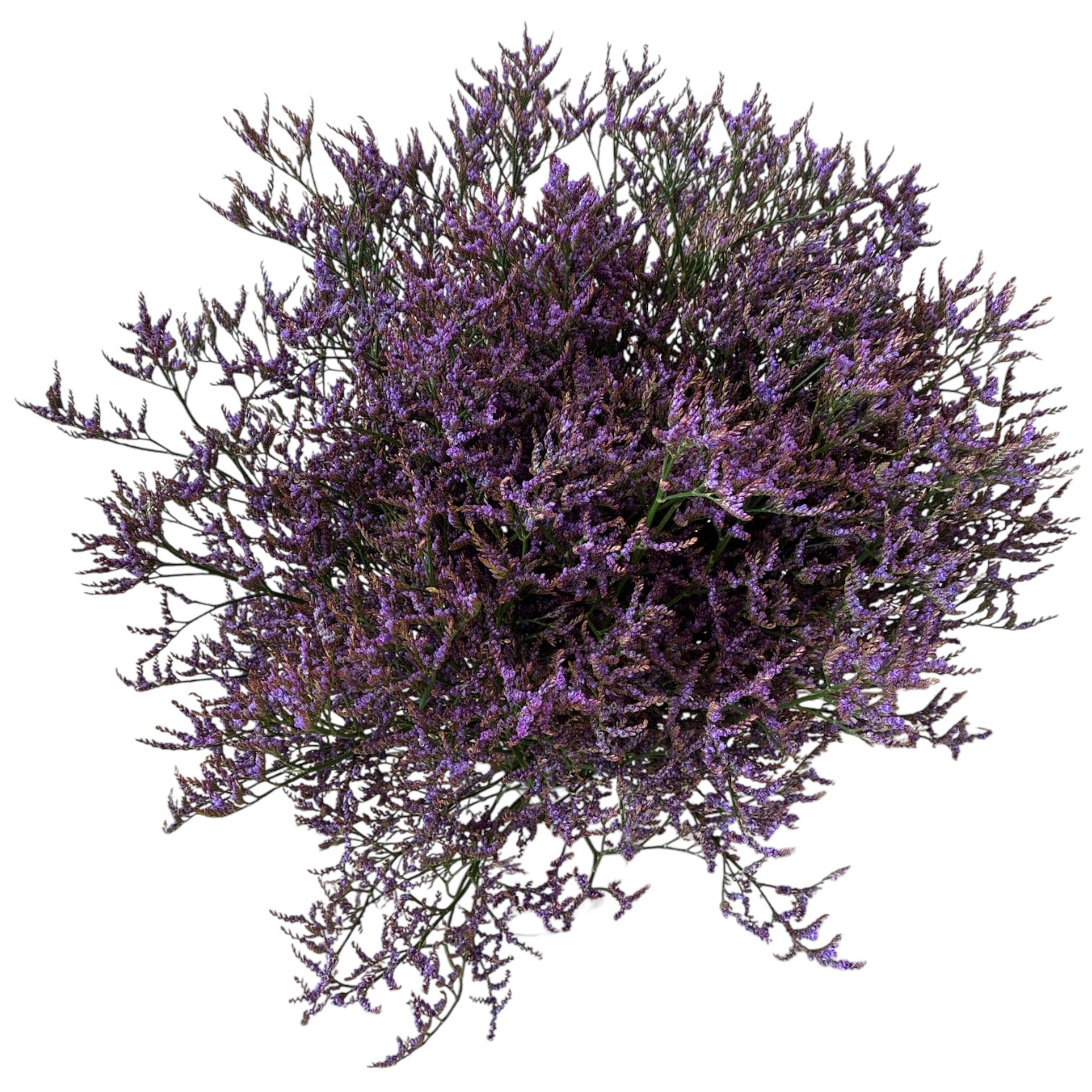 IMPORT(KE) Limonium Safora Dark Blue  - 25 stems