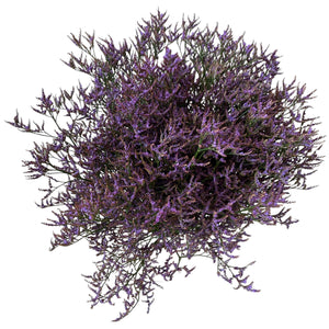 IMPORT(KE) Limonium Safora Dark Blue  - 25 stems