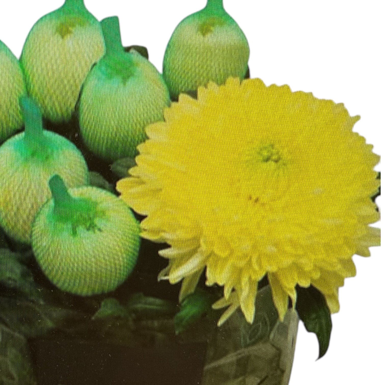 IMPORT-Chrysanthemum - Bloom - Magnum Yellow  - 10 Stems