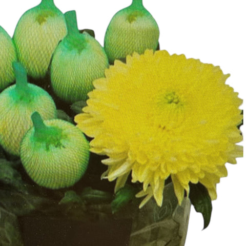 IMPORT-Chrysanthemum - Bloom - Magnum Yellow  - 10 Stems
