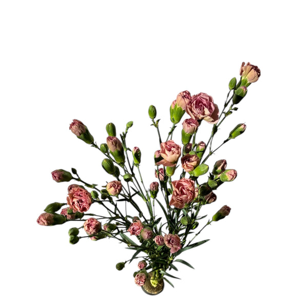 IMPORT - Spray Carnation Mocha Sweet - ant. pink 10 stems