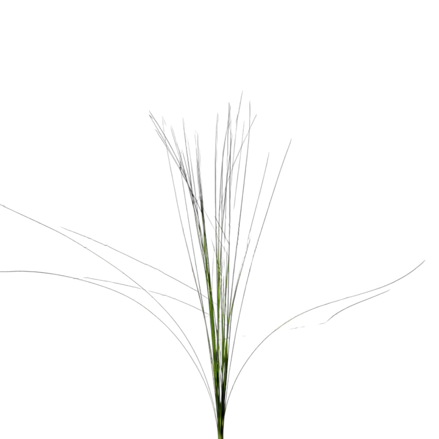IMPORT -Steel Grass (bunch)