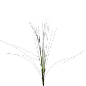 IMPORT -Steel Grass (bunch)