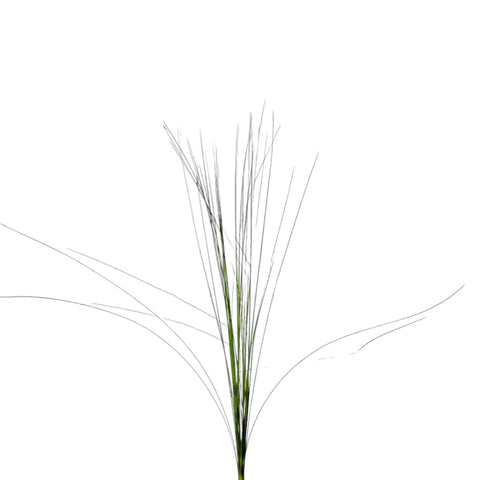 IMPORT -Steel Grass (bunch)