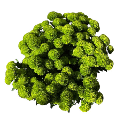IMPORT-Chrysanthemum Santini Peptalk - Green Button spray x 25 stems