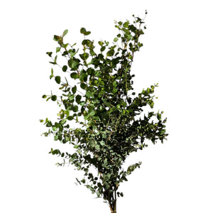 IMPORT - Eucalyptus Gunny - 300gm  (IT)