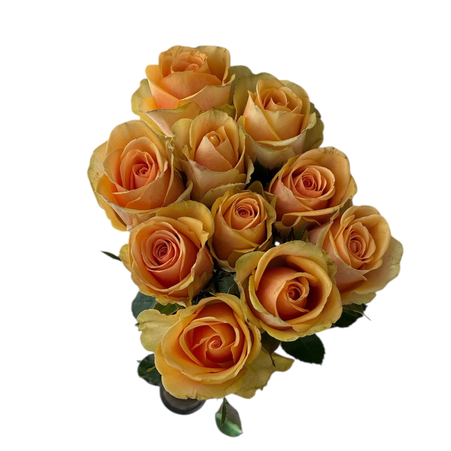 IMPORT - ROSE (ET) Alchemy 50cm - Peach