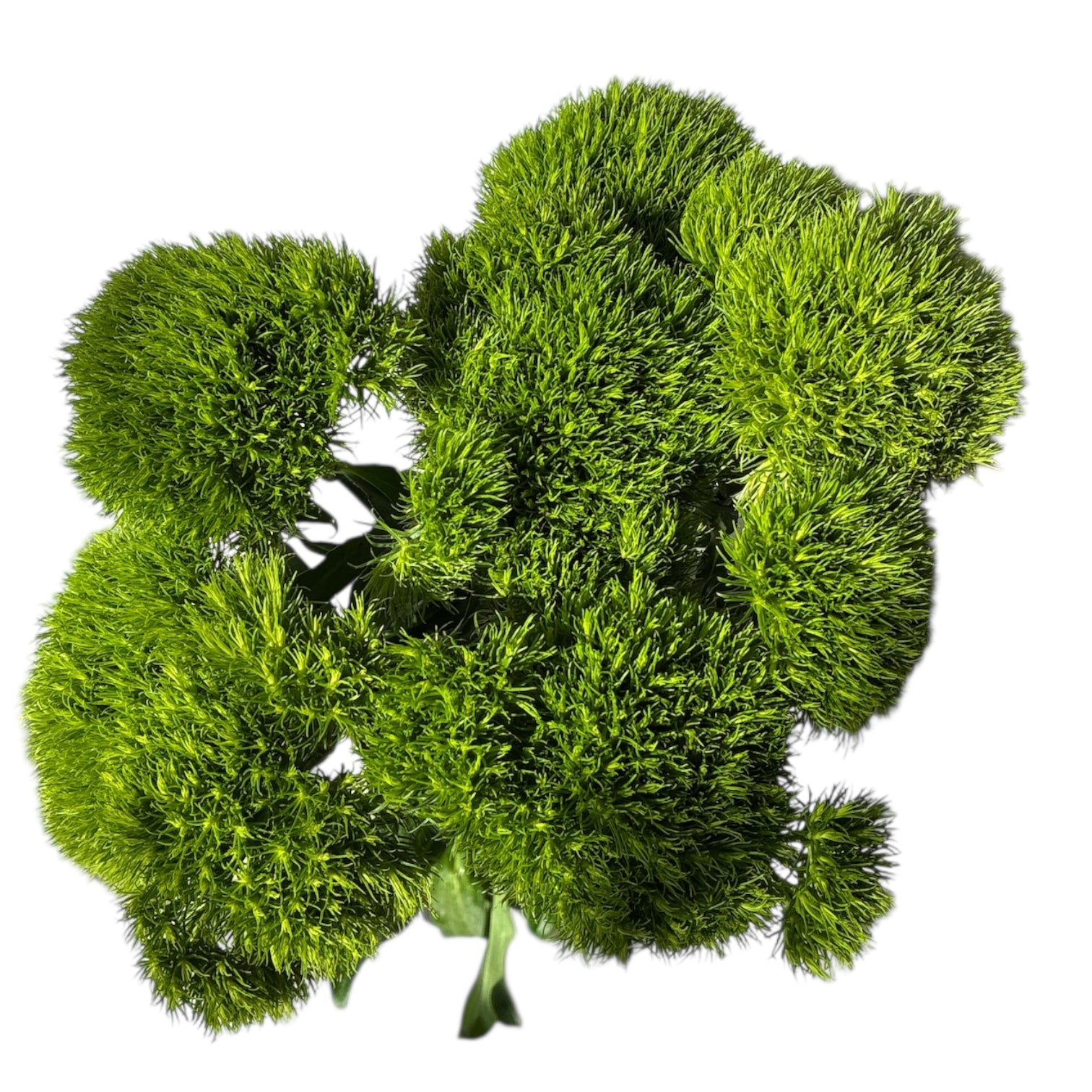 IMPORT -Dianthus Green Trick