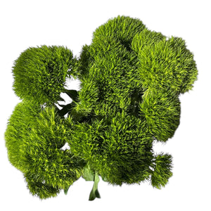 IMPORT -Dianthus Green Trick