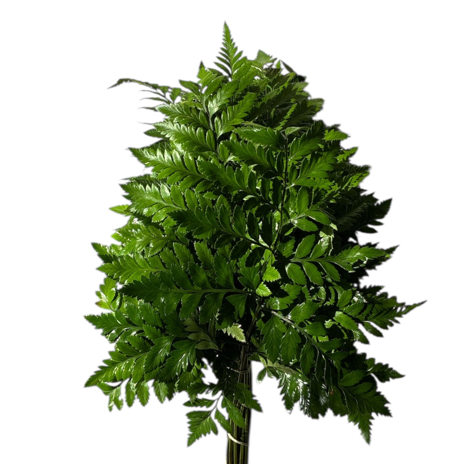 IMPORT Leatherleaf Medium - 20 stems