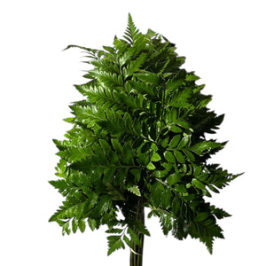 IMPORT Leatherleaf Medium - 20 stems