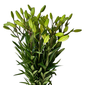 IMPORT - LA Lily Bach - White  10 stems