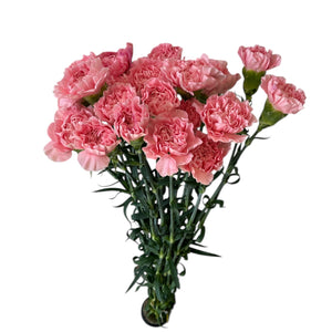 IMPORT - Carnation - Pink Montezuma x 20 stems