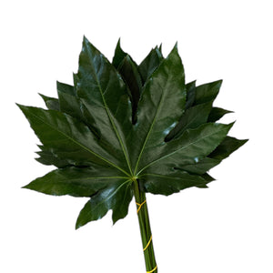 IMPORT - Aralia Medium 10 stems