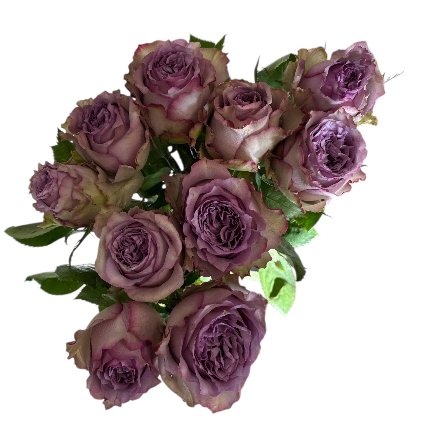 IMPORT - ROSE (KE) Dolcetto Lilac Rose 50cm x 10 stems