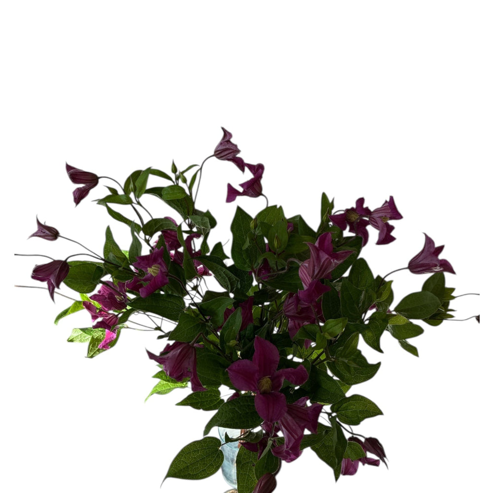 clematis tanzania imported florist