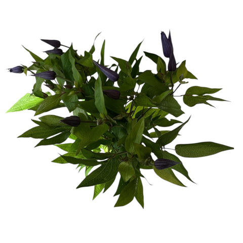 clematis online florist import flowers