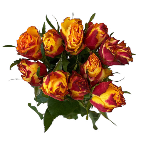 IMPORT - ROSE (ET) Newsflash Rose 70cm x 10 stems