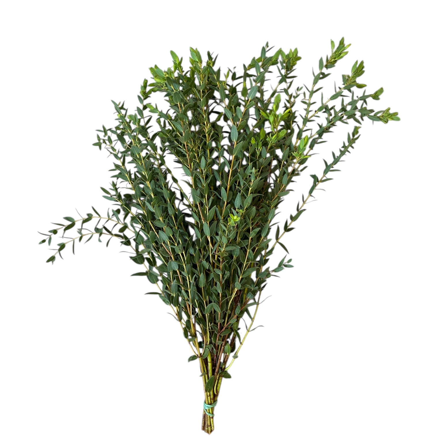IMPORT - Eucalyptus Parvifolia (IT) - short