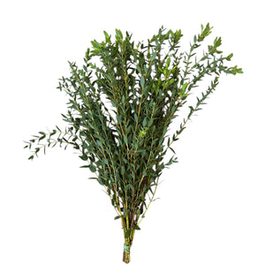 IMPORT - Eucalyptus Parvifolia (IT) - short