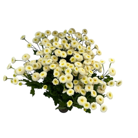 IMPORT - Matricaria Rio - White Button  - Bunch of 5 stems