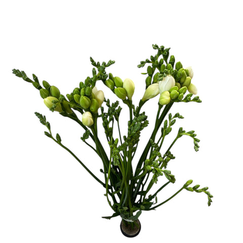 IMPORT-Freesia - White - double - 10 Stems
