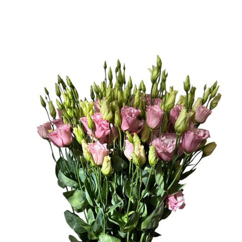 IMPORT-Lisianthus Lisanne Light Pink x 5 stems