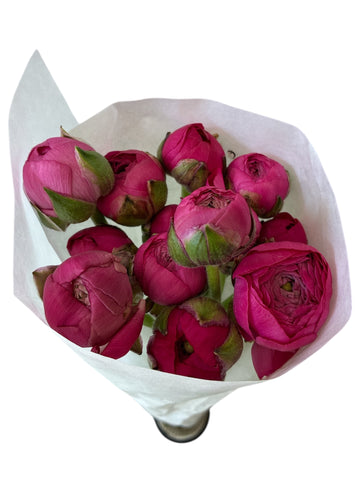 Ranunculus 30cm Cerise -10 stems