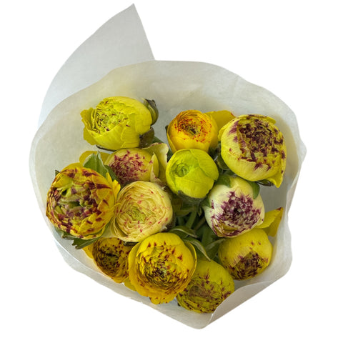 Ranunculus 30cm -Yellow Picotee-10 stems