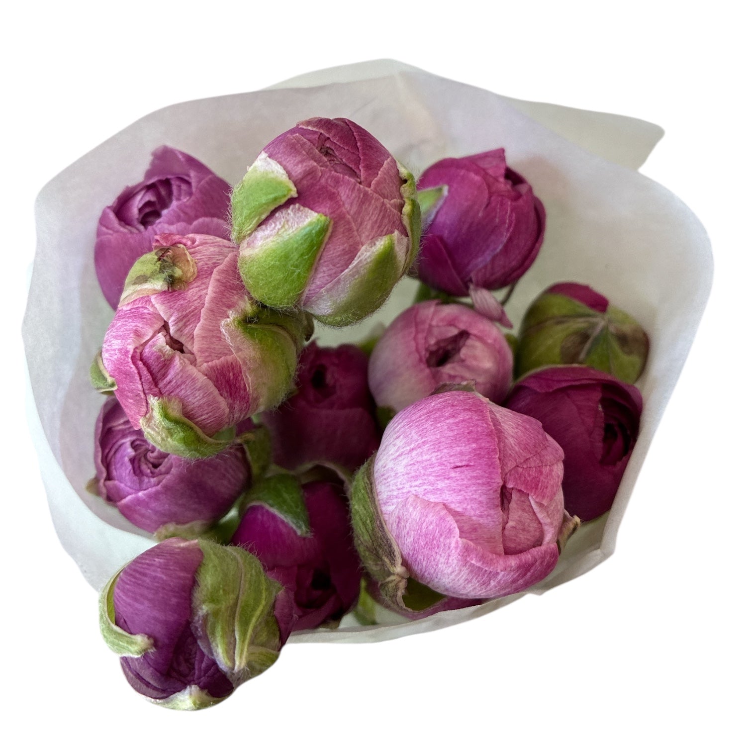 Ranunculus - AUTUMN 30cm x 10 stems  PURPLE JEAN