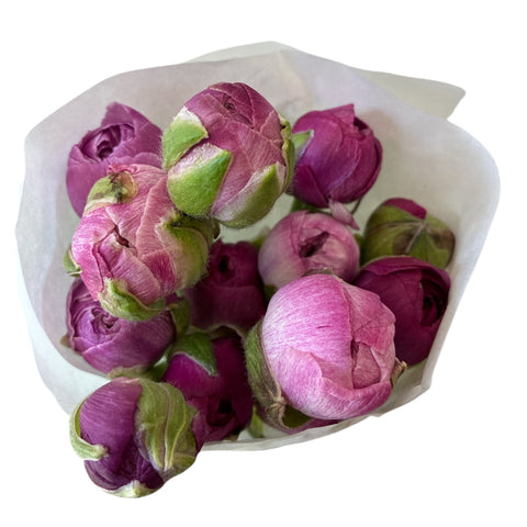 Ranunculus 30cm Purple Jean-10 stems