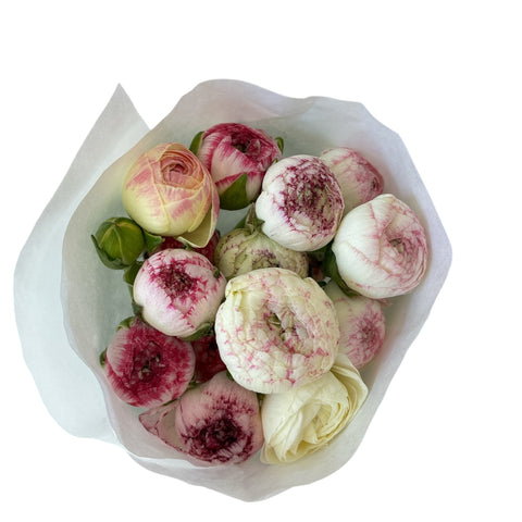Ranunculus 30cm Purple Cappuccino-10 stems