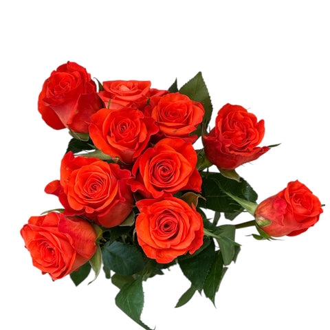 IMPORT - ROSE (ET) small Orange Rose - Patz x 10 stems