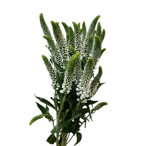 IMPORT-Veronica Caya - White x 5 stems
