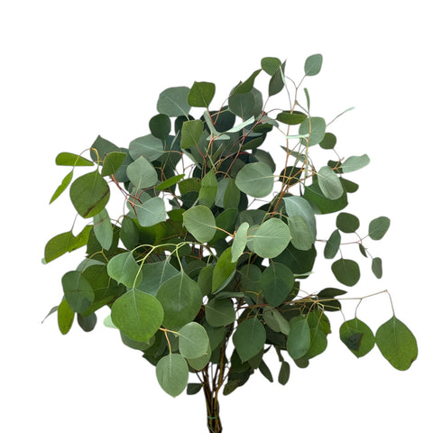 IMPORT - 300gm Eucalyptus Populus