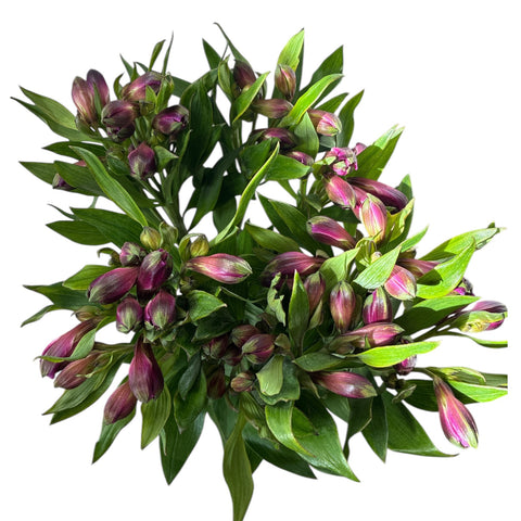 IMPORT - Alstromeria Carline -  Purple