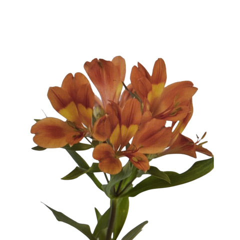 IMPORT - Alstromeria Dancing Queen  -  Orange x 10 stems