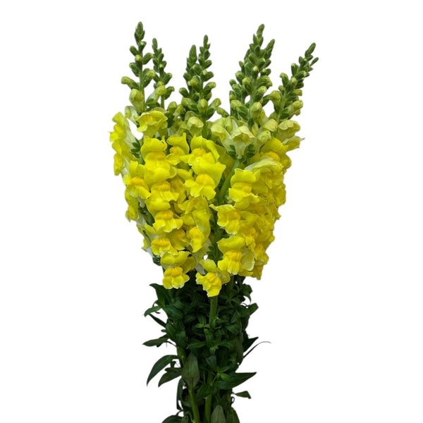 yellow lincolnshire antirrhinum online wholesale 