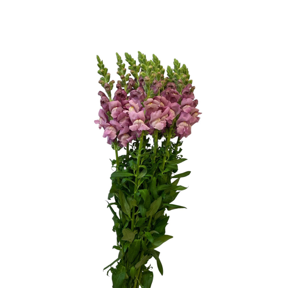 lincolnshire lavender snapdragons wholesale 