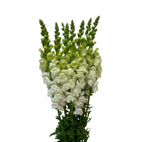 lincolnshire grown snapdragons wholesale flowers