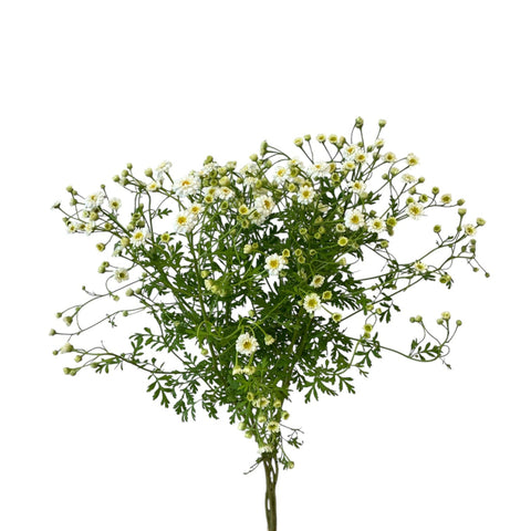 white uk grown tanacetum online now