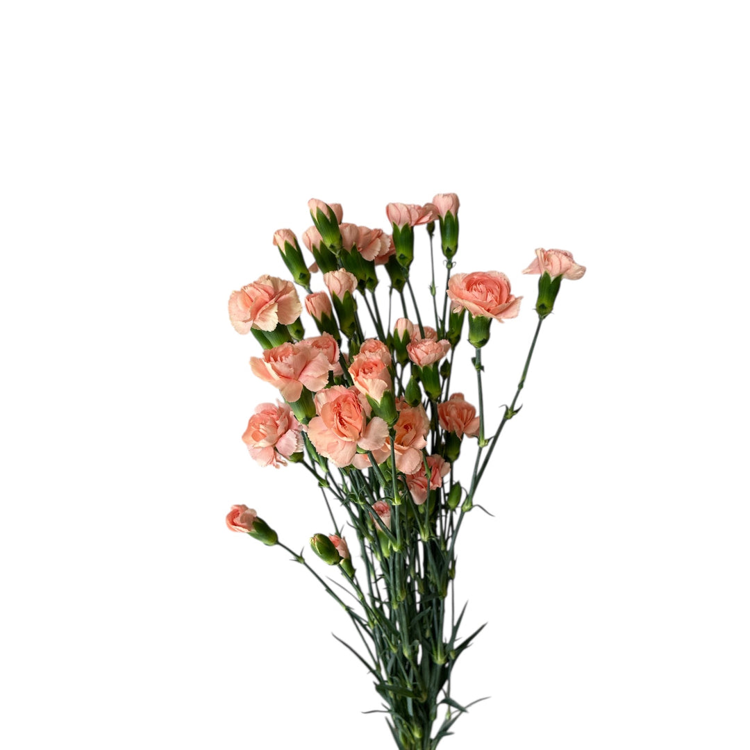 IMPORT - Spray Carnation Peach - Hamada x 5 stems