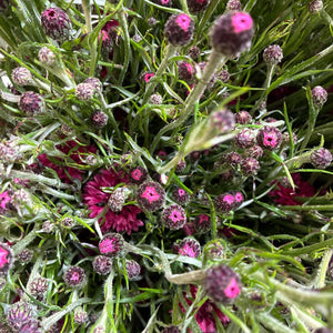 Cornflower - Raspberry  - growers bunch