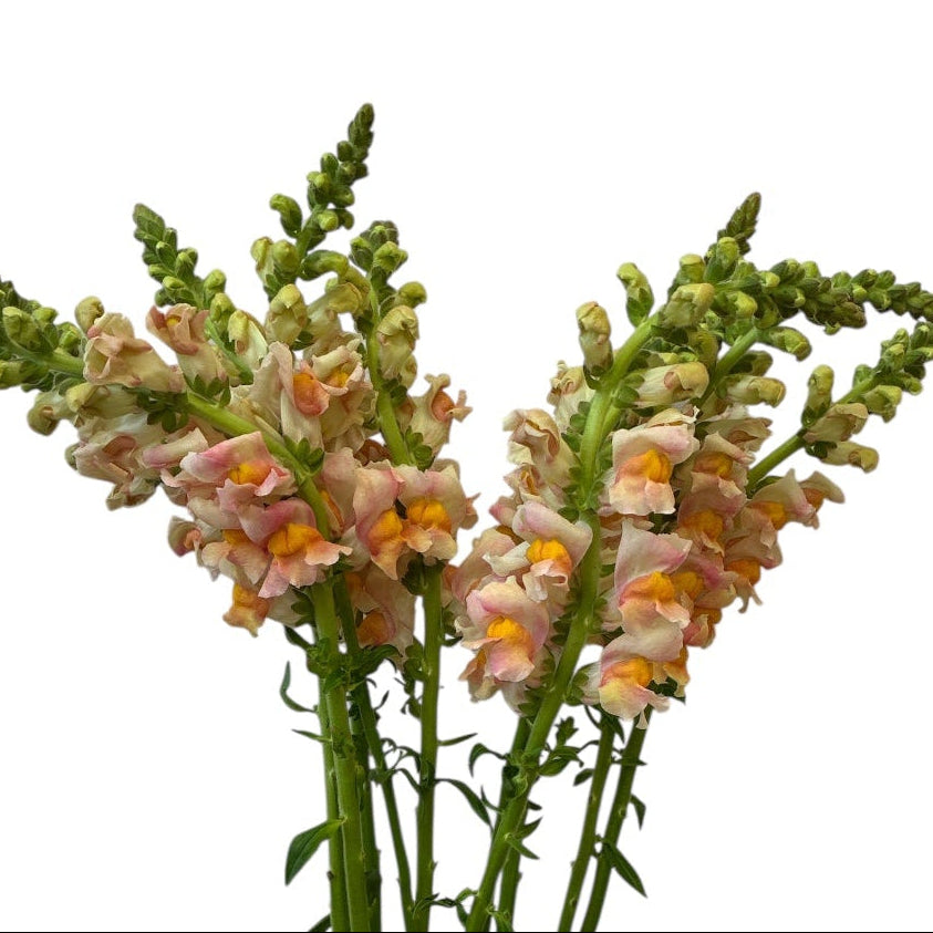Antirrhinum - Apricot / Pink x  10 stems