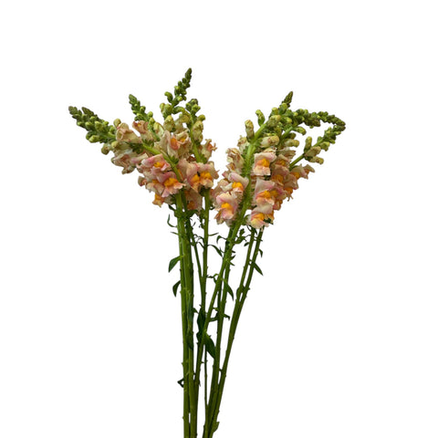 Antirrhinum - Peach - 10 stems