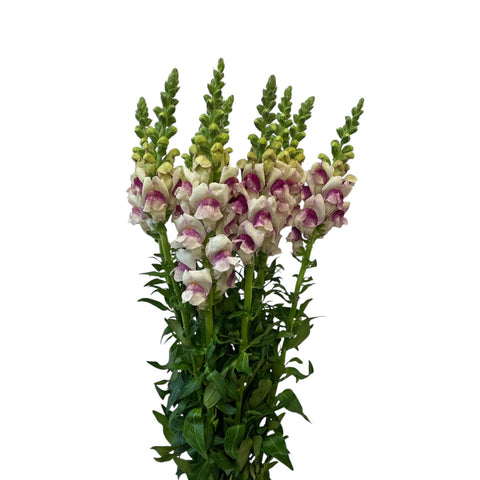 Antirrhinum - Plum Blossom - two-tone - cherry blush x 10 stems