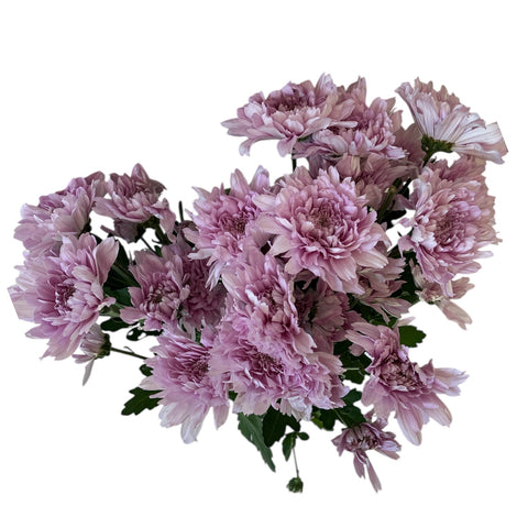 IMPORT-Chrysanthemum - kalimba Pink - 5 Stems