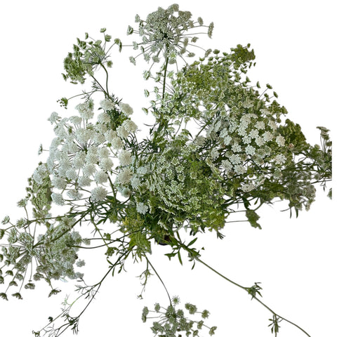 Ammi majus - White Dill - Queen Anne's Lace - growers bunch