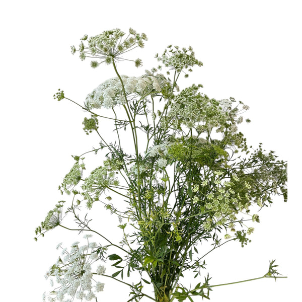 Ammi majus - White Dill - Queen Anne's Lace - growers bunch